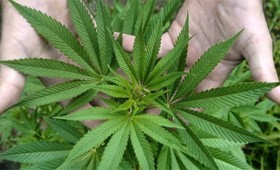 La marihuana legal cura poco