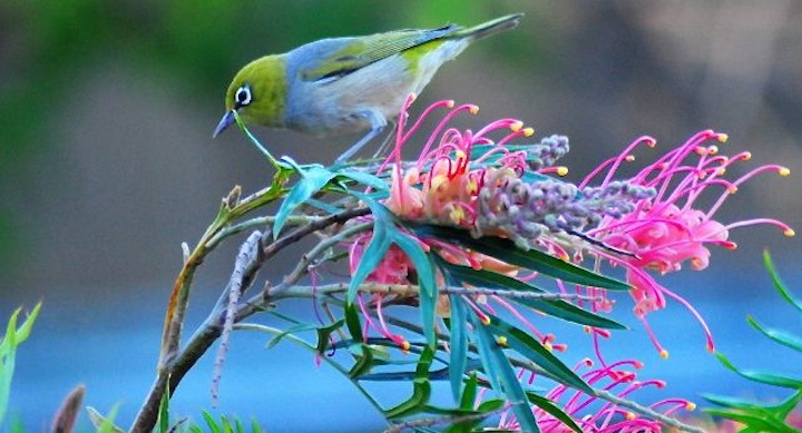 ¿Tiene la naturaleza una finalidad?