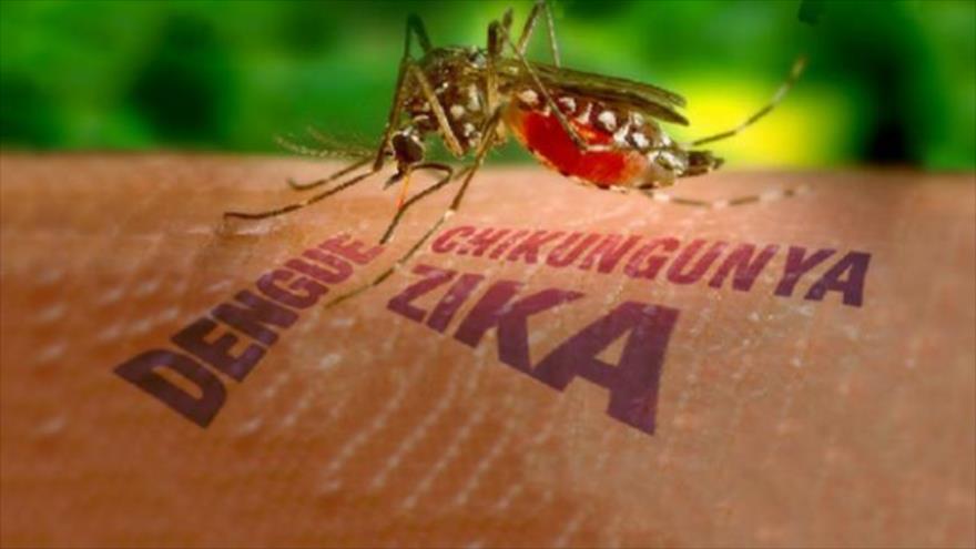 Poesía solidaria: «Mosquitos y enfermedades de moda…»