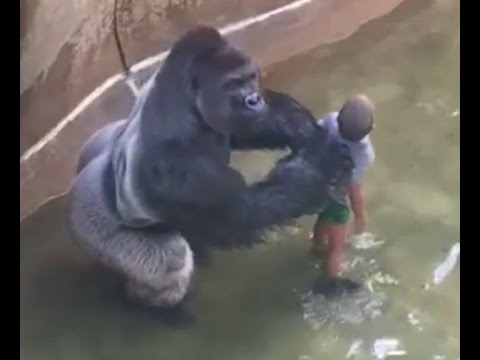 Ningún gorila vale más que un niño