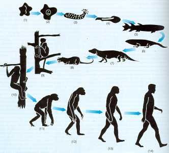 Darwin y la importancia de los museos
