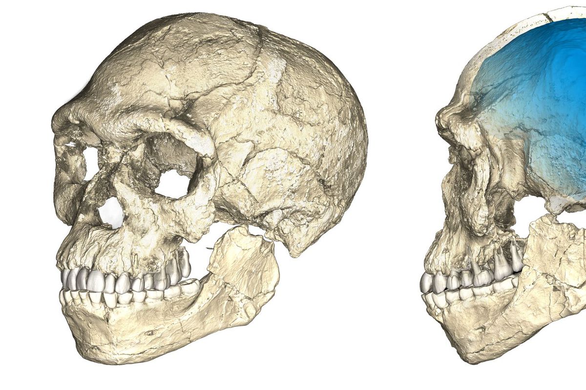 El origen de nuestra especie