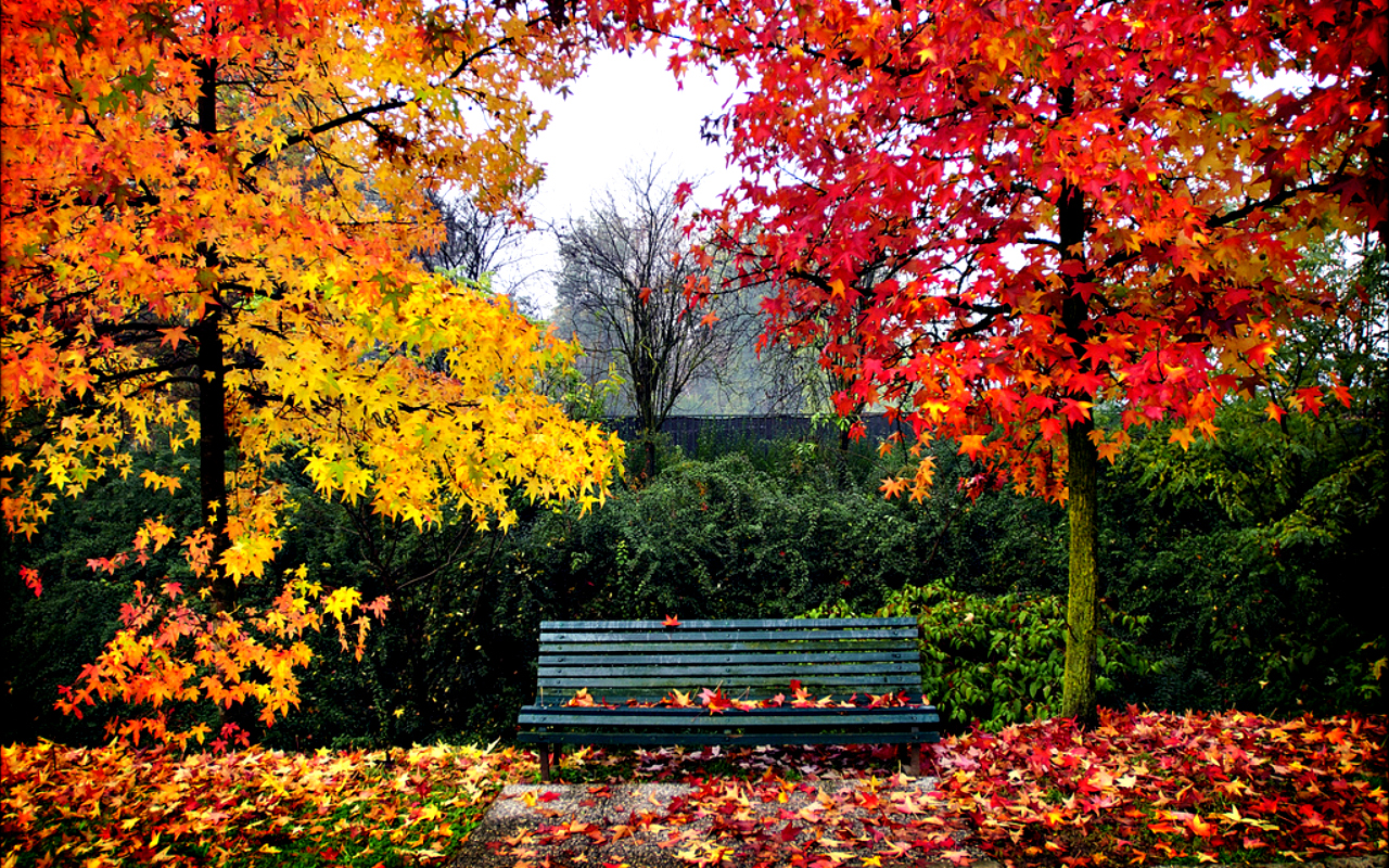 Poesía solidaria: «otoño en la sierra»