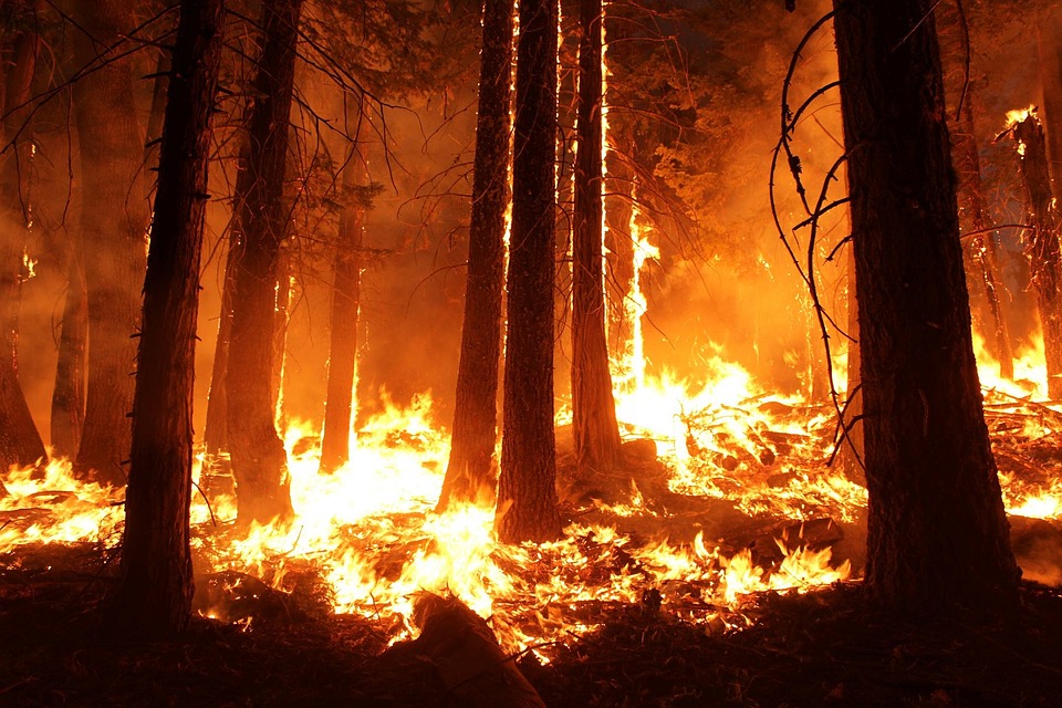 La crueldad de los incendios forestales