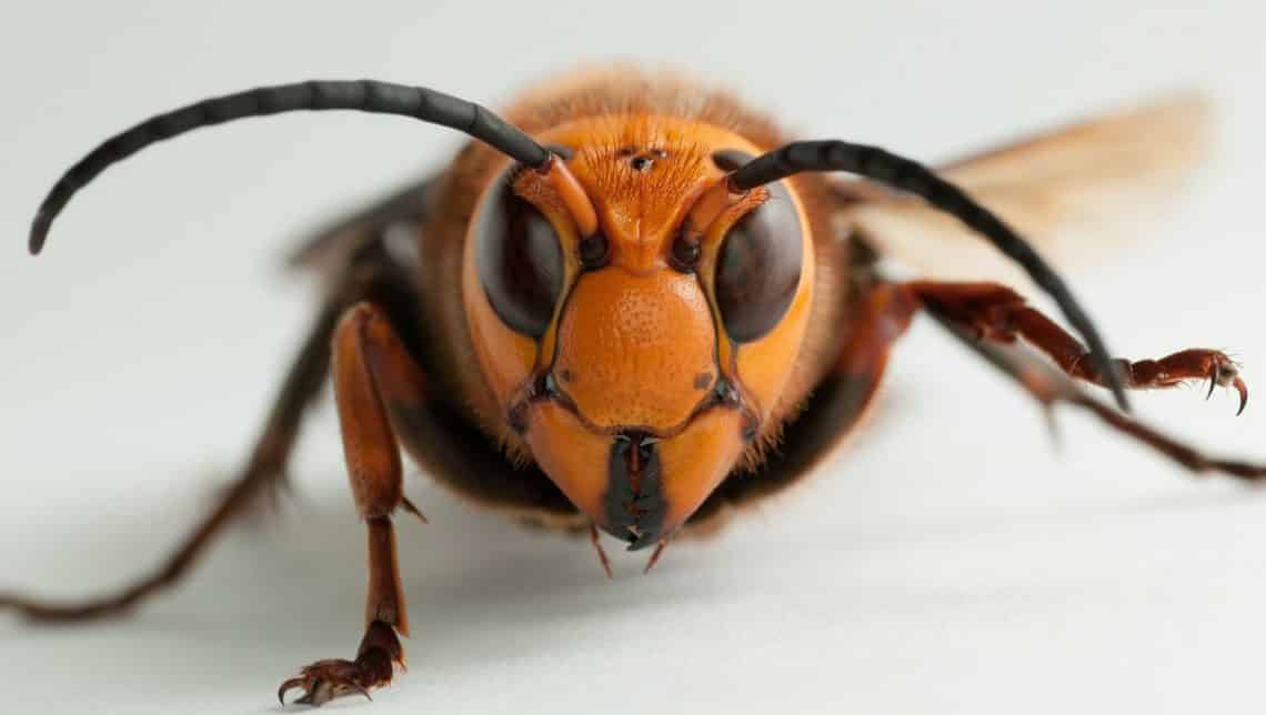 La invasión de las especies exóticas, una amenaza real