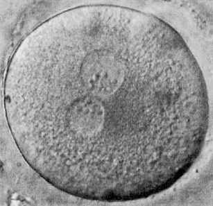 celula-madre-adulta1